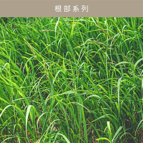 岩蘭草盆栽|原料介紹｜岩蘭草 (Vetiver